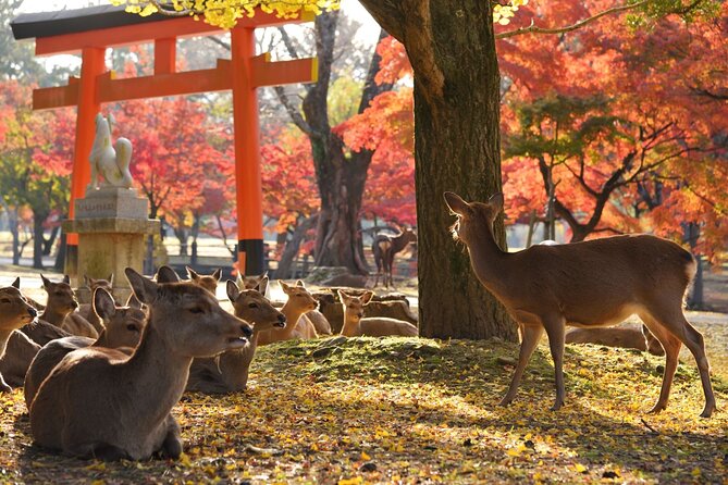 From Kyoto: Nara History Guided Half Day Bus Tour with Lunch - What the guides add to the day