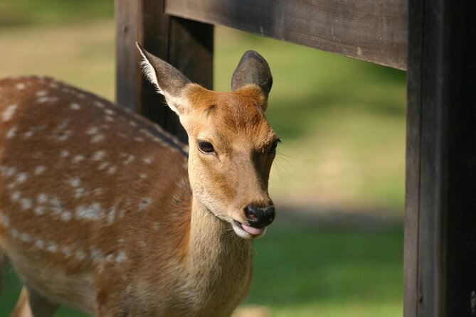 From Kyoto: Nara History Guided Half Day Bus Tour with Lunch - Is $77 a good value?