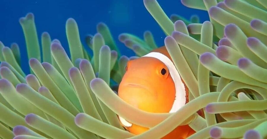 From Naha Scuba Diving Trip in Kerama(for certified divers) - Kerama Islands at a glance