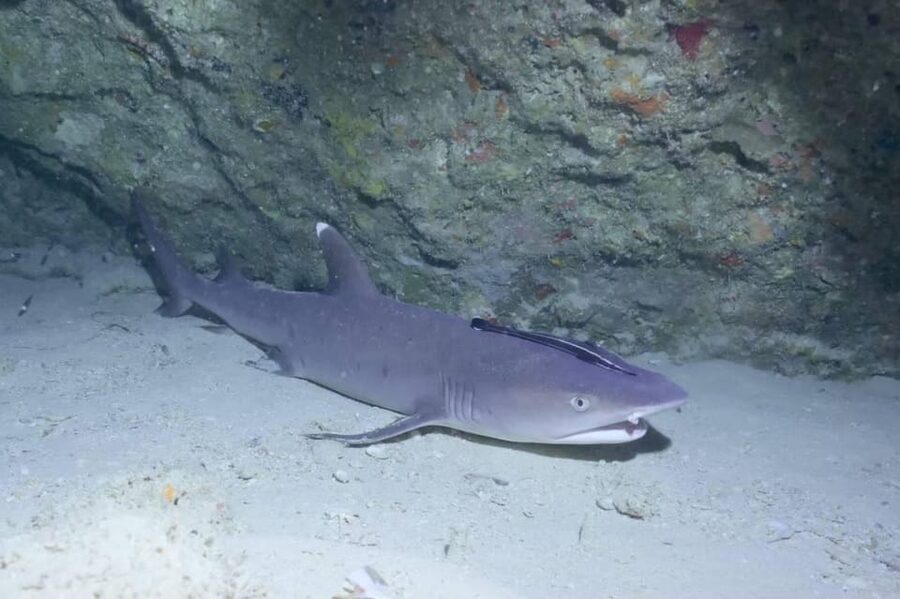 From Naha Scuba Diving Trip in Kerama(for certified divers) - Returning to Naha around 2:30 PM