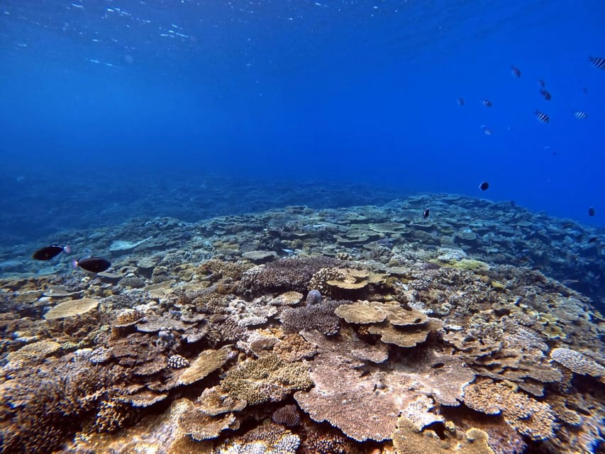 From Naha Scuba Diving Trip in Kerama(for certified divers) - The 45-minute briefing and gear setup