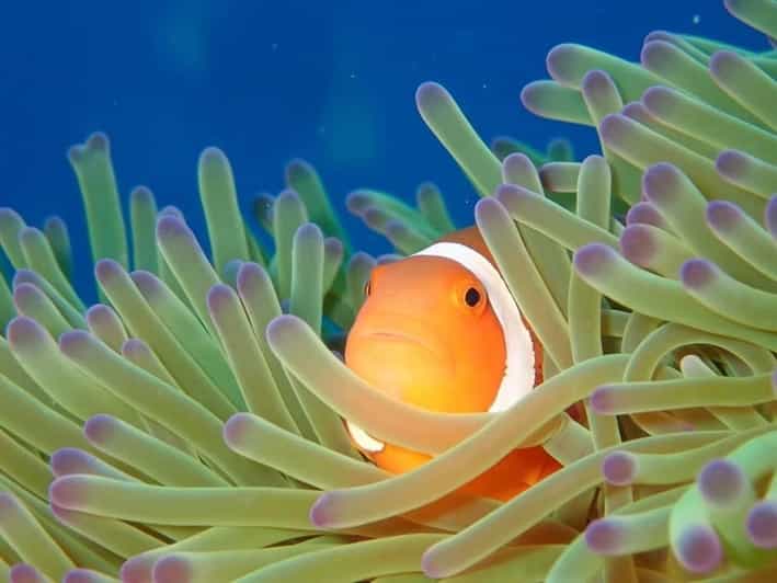 From Naha Scuba Diving Trip in Kerama(for certified divers) - The speedboat ride to Kerama