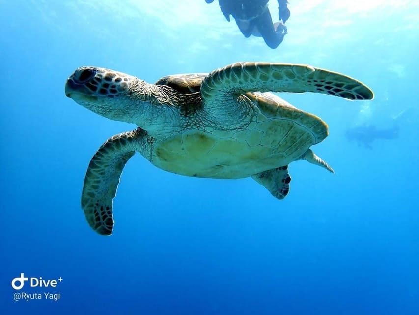 From Naha Scuba Diving Trip in Kerama(for certified divers) - Lunch on the boat, with planning required