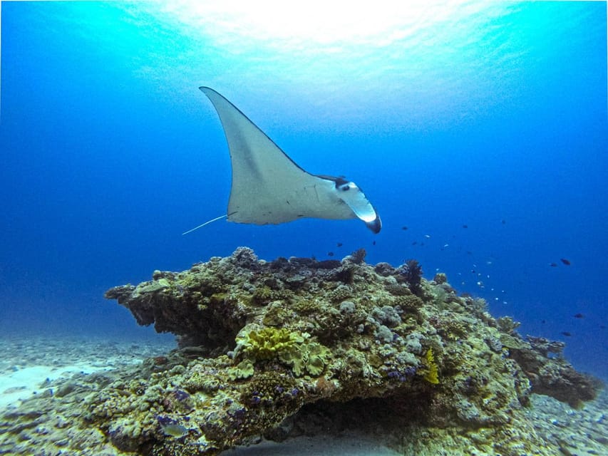 From Naha Scuba Diving Trip in Kerama(for certified divers) - The optional third descent for 5,500 yen