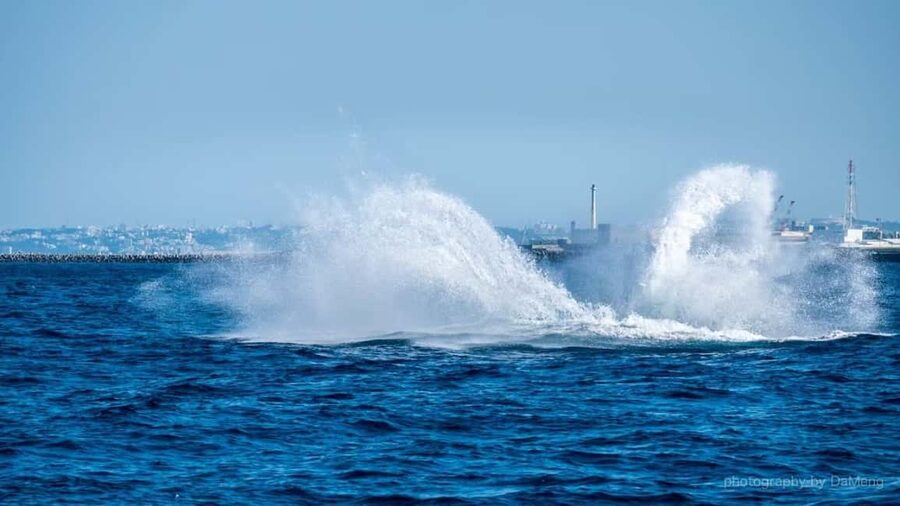 From Naha: Whale Watching with Pickup and English Guide - Key points to know before booking