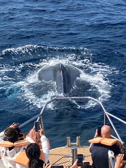 From Naha: Whale Watching with Pickup and English Guide - Why Okinawa is a good place for whale watching