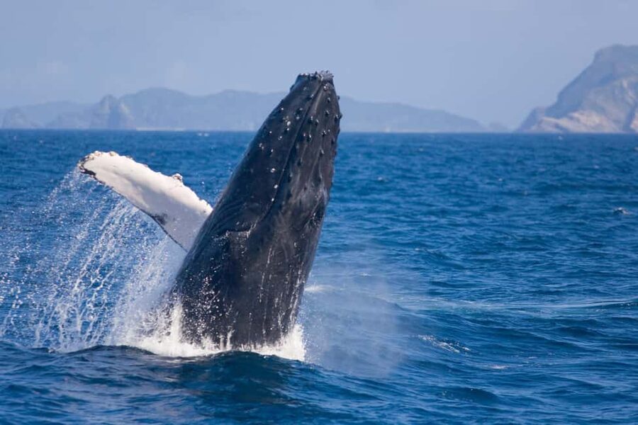 From Naha: Whale Watching with Pickup and English Guide - Choosing between the morning and afternoon boats