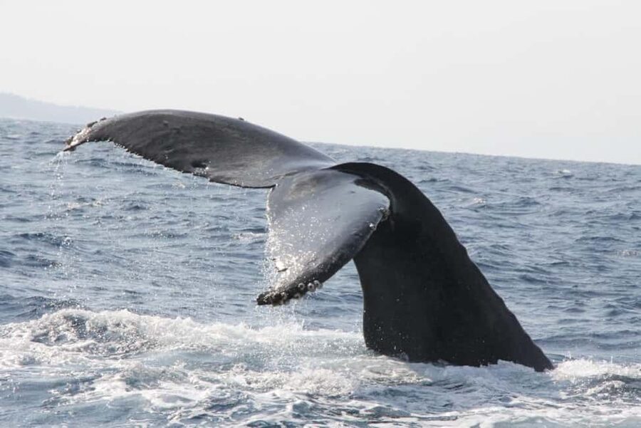 From Naha: Whale Watching with Pickup and English Guide - Life jackets, comfort, and sea conditions