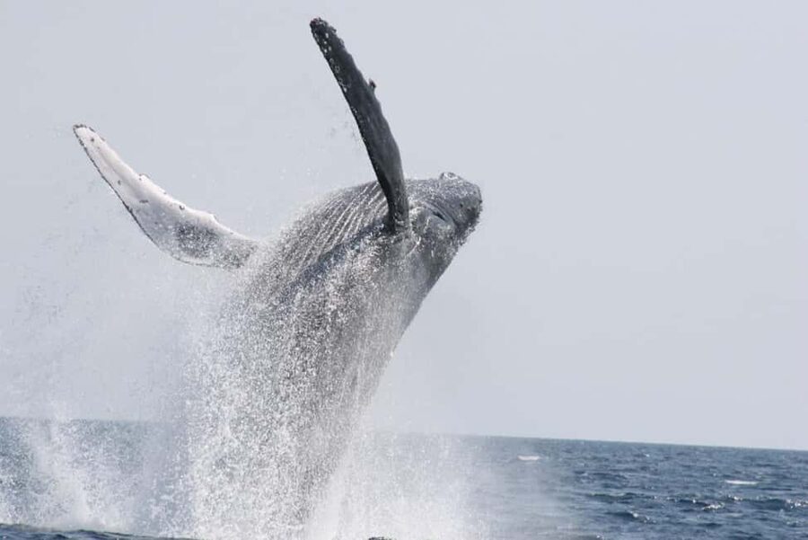 From Naha: Whale Watching with Pickup and English Guide - The refund rule needs careful reading