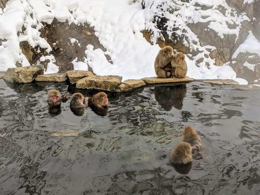 From Nozawa Onsen: Snow Monkeys and Zenko-ji Day Trip & Sake - The 30-minute sake tasting