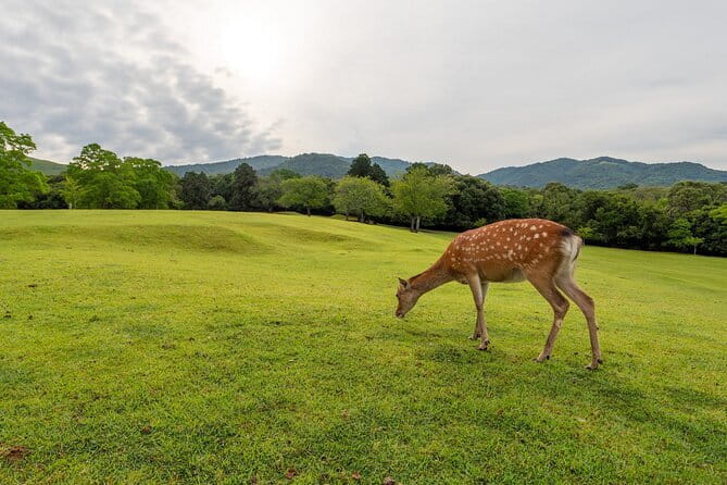 From Osaka/Kyoto: Kyoto & Nara Day Trip with Optional Lunch - What this Kyoto and Nara tour is really trying to do