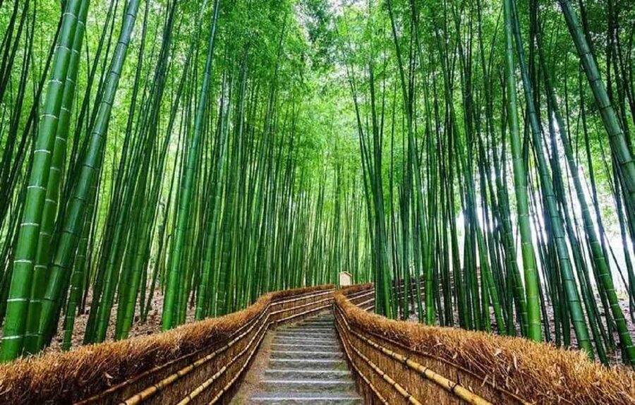From Osaka: Kyoto, Nara, Fushimi Inari & Arashiyama Day Tour - Walking through Arashiyama Bamboo Grove