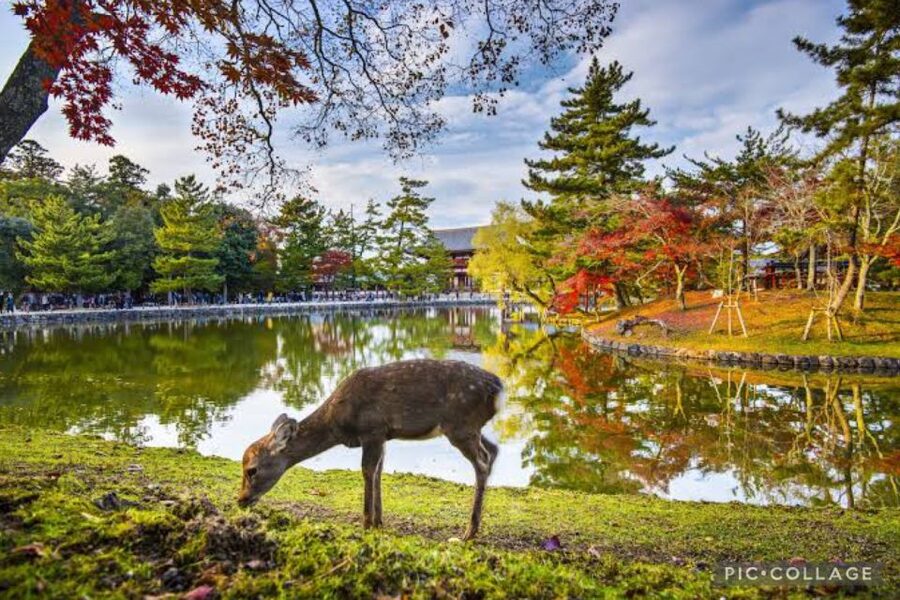From Osaka/Kyoto: Private Kyoto & Nara Day Trip with Pickup - Who should book this private day trip?