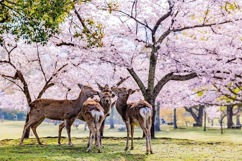 From Osaka: Nara Deer & Kyoto Kiyomizudera Sightseeing Tour - Key points to know before booking