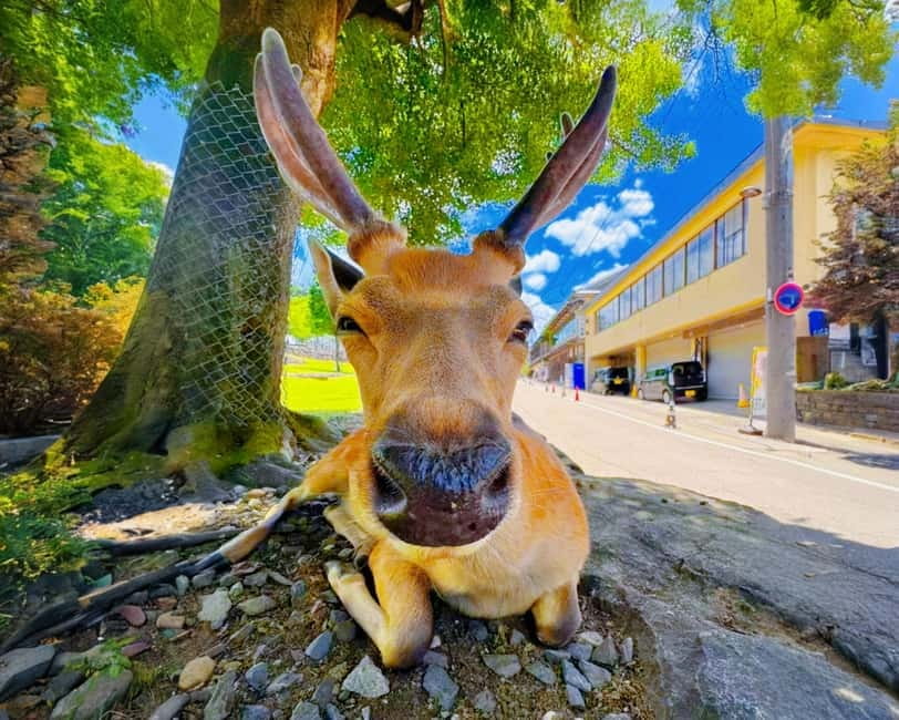 From Osaka: Nara Deer & Kyoto Kiyomizudera Sightseeing Tour - Nara Park and Todai-ji: deer first, giant Buddha next