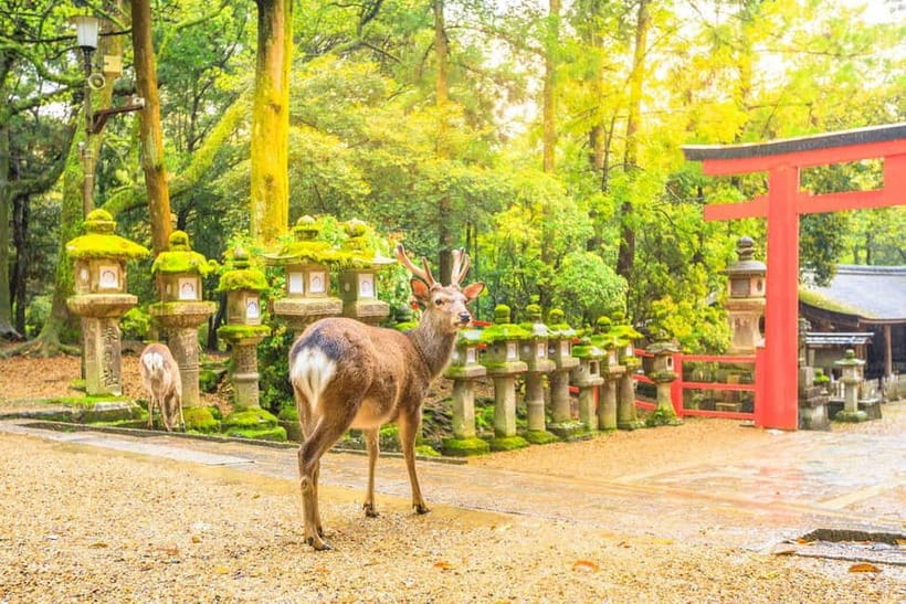 From Osaka: Nara Deer & Kyoto Kiyomizudera Sightseeing Tour - Kiyomizudera and eastern Kyoto: the longest part of the day