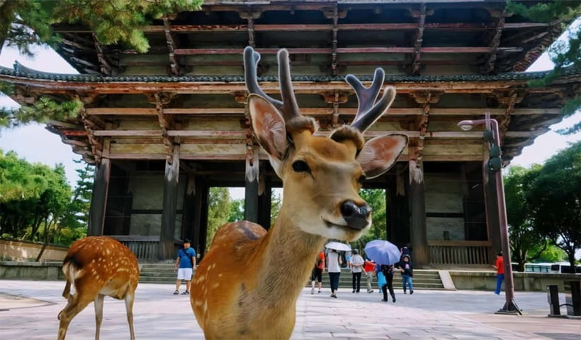 From Osaka: Nara Deer & Kyoto Kiyomizudera Sightseeing Tour - What to bring and how to get better value