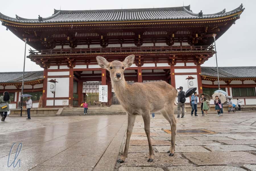 From Osaka: Nara, Kiyomizu-dera & Fushimi Inari Trip - The day’s best features at a glance