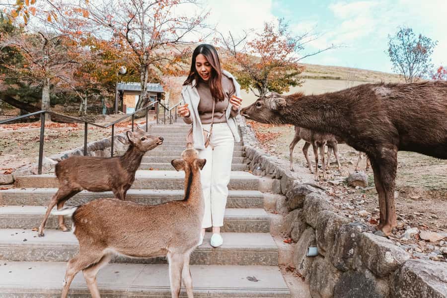 From Osaka: Nara, Kiyomizu-dera & Fushimi Inari Trip - Why this $49 day trip can be useful