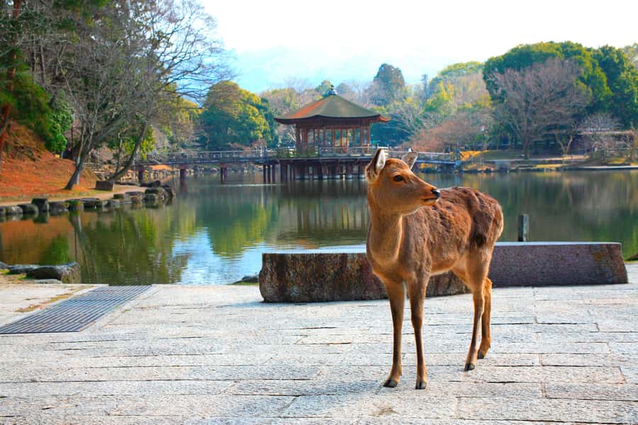 From Osaka: Nara, Kiyomizu-dera & Fushimi Inari Trip - Nara Park and its free-roaming deer