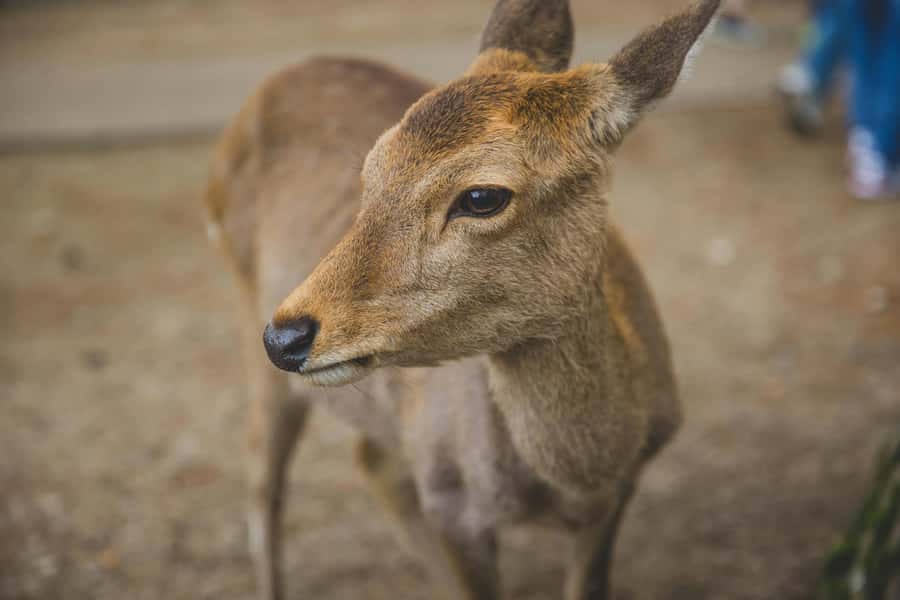 From Osaka: Nara, Kiyomizu-dera & Fushimi Inari Trip - The guides and the value of explanation