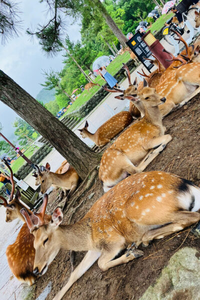 Nara Private Tour with Meet-Up at Your Hotel
