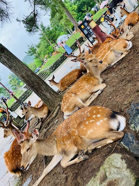 From Osaka: Nara Private Tour with Meet-Up at Your Hotel - Todai-ji and the Great Buddha