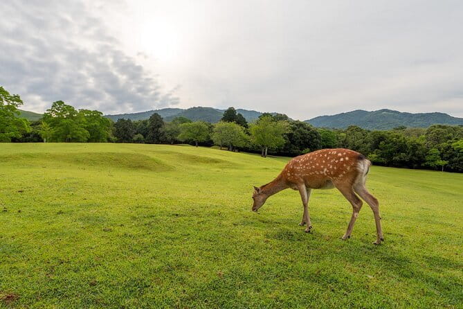 From Osaka or Kyoto: Kyoto and Nara 1-Day Bus Tour - Nara Park and Todaiji: deer, temple scale, and a short clock