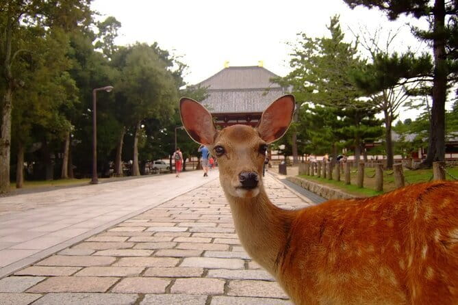 From Osaka or Kyoto: Kyoto and Nara 1-Day Bus Tour - Transport, group size, and meeting-point discipline