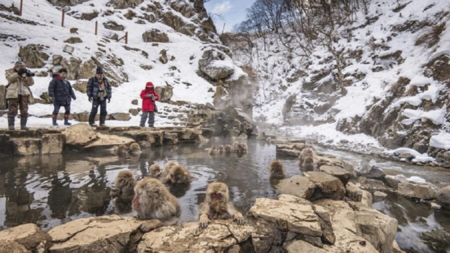 From Tokyo: Private Tour Snow Monkey Park & Zenko-ji Temple - What makes this private Nagano day special