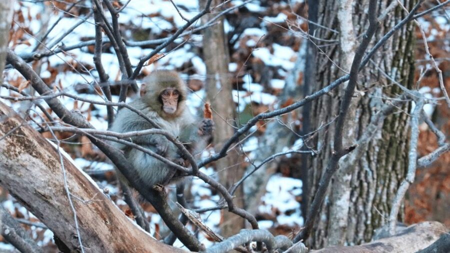 From Tokyo: Private Tour Snow Monkey Park & Zenko-ji Temple - The drawbacks you should weigh honestly