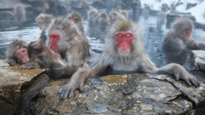 1-Day Snow Monkeys, Zenko-ji Temple & Sake in Nagano