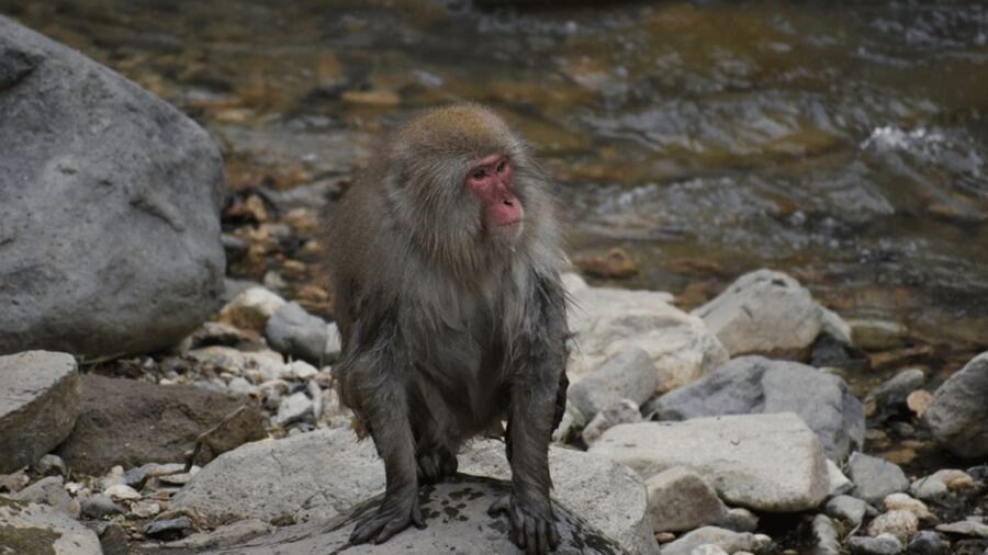 From Tokyo: Private Tour Snow Monkey Park & Zenko-ji Temple - Matsushiro Castle Ruins add a samurai stop