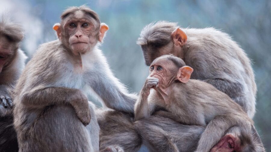 From Tokyo: Private Tour Snow Monkey Park & Zenko-ji Temple - Shibu Onsen offers old Japan without a full bathing stop