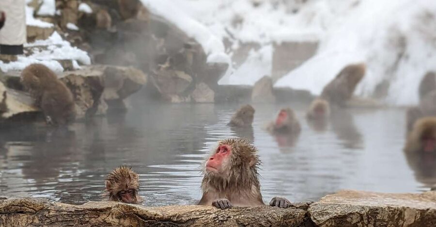 From Tokyo: Snow Monkey 1 Day Tour with Beef Sukiyaki Lunch - The key details at a glance