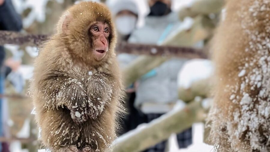 From Tokyo: Snow Monkey 1 Day Tour with Beef Sukiyaki Lunch - Starting beside Shinjuku’s LOVE sculpture