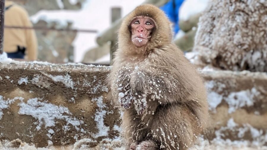 From Tokyo: Snow Monkey 1 Day Tour with Beef Sukiyaki Lunch - The snowy path to Jigokudani Monkey Park