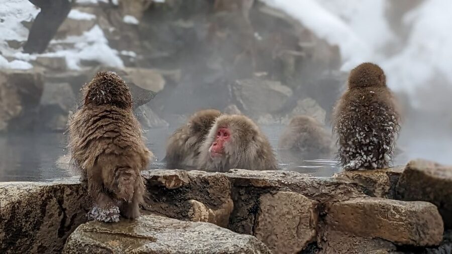 From Tokyo: Snow Monkey 1 Day Tour with Beef Sukiyaki Lunch - Watching the macaques at the hot springs