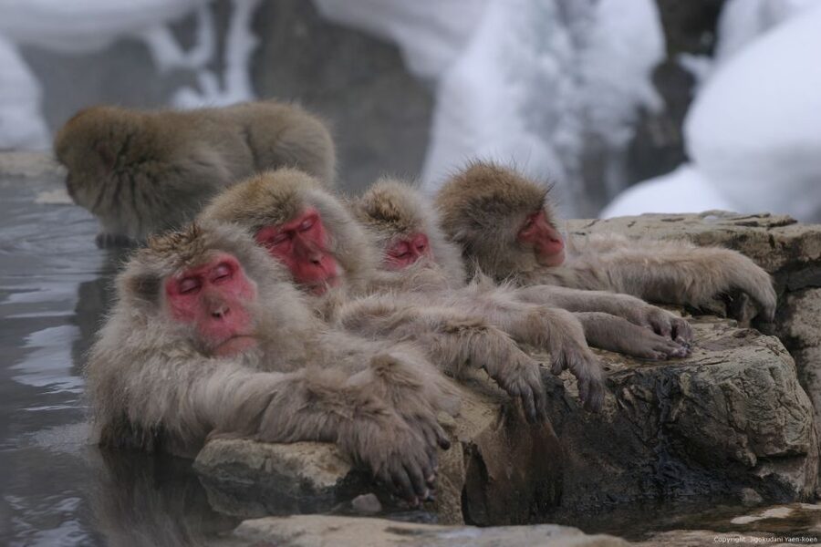 From Tokyo: Snow Monkey 1 Day Tour with Beef Sukiyaki Lunch - The Kamakura snow huts from January 23 to March 1