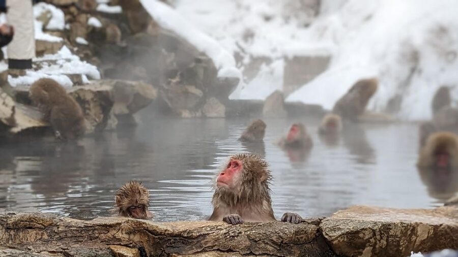 From Tokyo: Snow Monkey 1 Day Tour with Beef Sukiyaki Lunch - A long road north to Nagano Prefecture