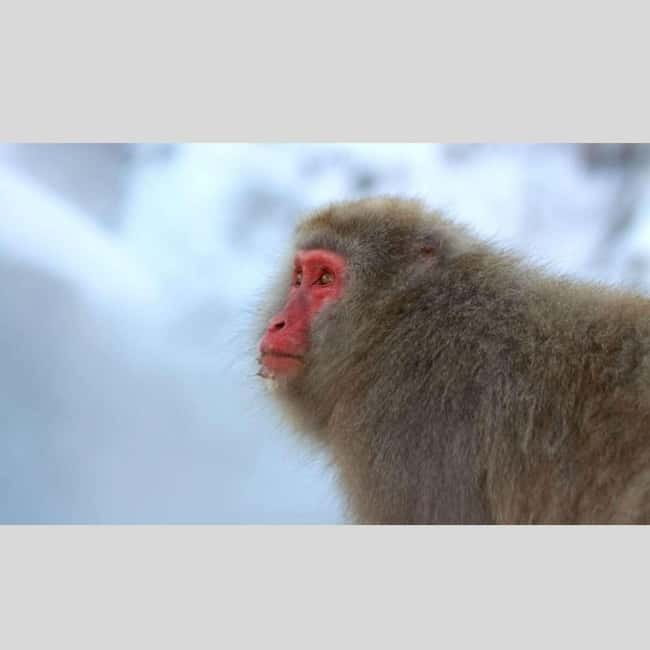 From Tokyo: Snow Monkey Park and Miso Production Day Tour - The real appeal: Nagano without a coach schedule