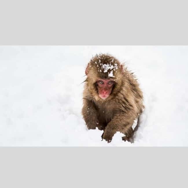 From Tokyo: Snow Monkey Park and Miso Production Day Tour - The vehicle and the long road from Tokyo