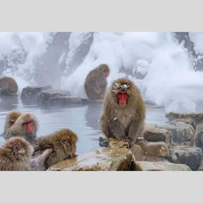 From Tokyo: Snow Monkey Park and Miso Production Day Tour - Guides, language, and personal service