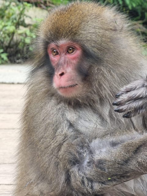 From Tokyo: Snow Monkey Private Customize Day Tour - Key points to know before booking
