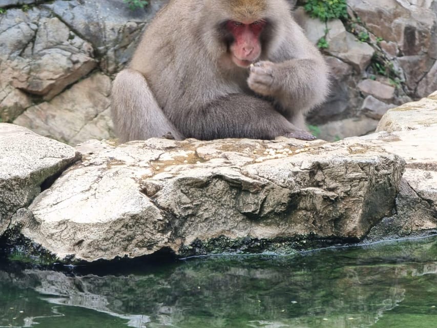 From Tokyo: Snow Monkey Private Customize Day Tour - A long but useful escape from Tokyo