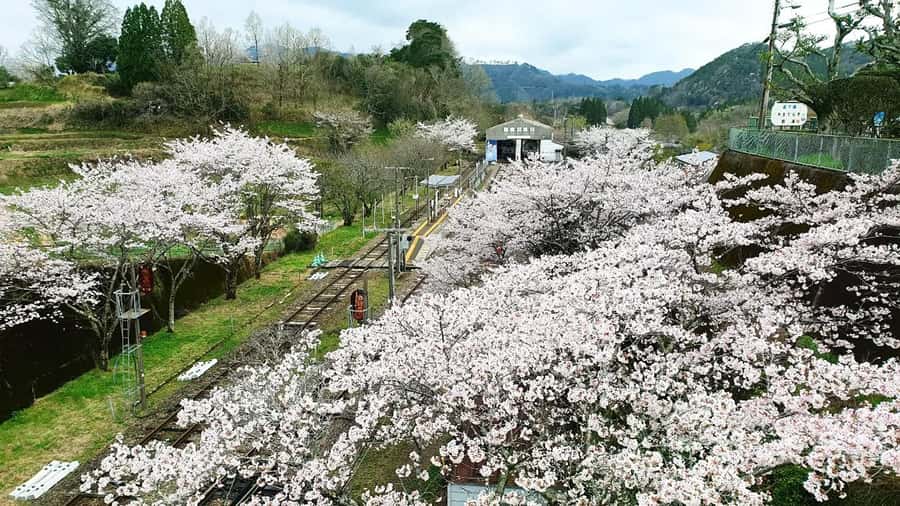 Fukuoka: Takachiho Gorge & Scenic Railway One Day Tour - Should you book the Takachiho tour from Fukuoka?