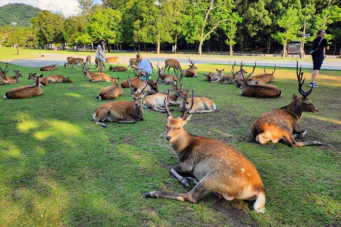 Full Day Guided Tour to Kyoto and Nara from Osaka by Van - Why this Osaka day trip makes sense