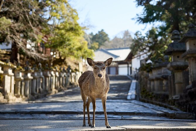 Full Day Guided Tour to Kyoto and Nara from Osaka by Van - How the pace feels over seven to eight hours