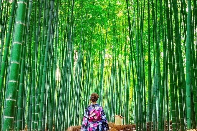 Guided Kyoto City Cherry Blossom One Day Private Tour - What the guides add to the day