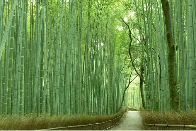 Half Day Kyoto Sagano Bamboo Grove & Arashiyama Walking Tour - Key points to know before booking